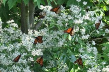 Monarch Butterflies Nectaring