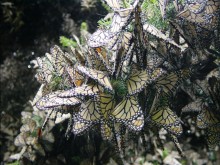 At this coldest time of year, monarchs are at the greatest risk of mortality from deadly winter storms.