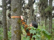 Scientists visit the 12 wintering sites and measure the surface area the colonies cover. Results will be released by March, 2017.