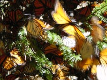 Monarchs that survive four winter months will mate and begin the journey north in March. Join us for weekly updates on Feb. 8, 2018. 