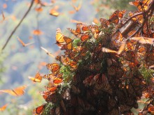 Monarch Butterflies at Cerro Pelon Sanctuary in Mexico