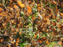 Monarch Butterflies at Cerro Pelon Sanctuary in Mexico