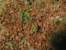 Monarch Butterflies at Cerro Pelon Sanctuary in Mexico