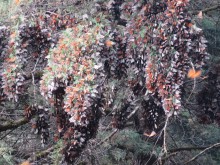 Monarch Butterflies at Cerro Pelon Sanctuary in Mexico