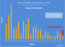 Graph: Monarch Butterfly Winter Population Size