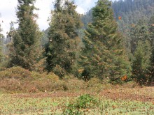 Monarch Butterflies at El Rosario Sanctuary in Mexico