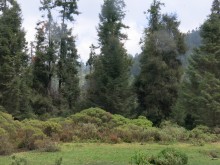 Monarch Butterflies at El Rosario Sanctuary in Mexico