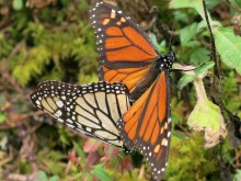 Monarch Butterflies at El Rosario Sanctuary in Mexico