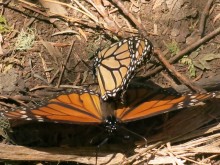 Monarch Butterflies Mating at El Rosario Sanctuary in Mexico