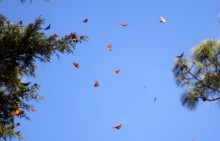 Monarch Butterflies at Cerro Pelon Sanctuary in Mexico