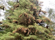 Monarch Butterflies at Cerro Pelon Sanctuary in Mexico