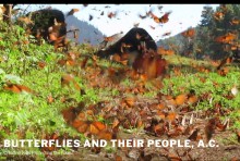 Monarch Butterflies at Cerro Pelon Sanctuary in Mexico