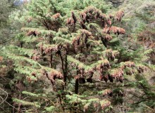 Monarch Butterflies at Cerro Pelon Sanctuary in Mexico