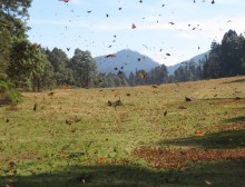 Monarch Butterflies at Cerro Pelon Sanctuary in Mexico