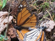 Monarch Butterflies at Cerro Pelon Sanctuary in Mexico