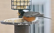 Robin eating suet. Image by Sandy from Britton, South Dakota on April 8, 2018