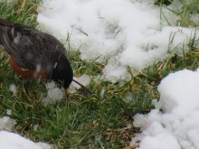 Robin searching for worms by Tom Ernst