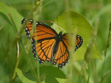 Viceroy Butterfly