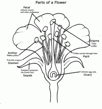 Diagram of Flower Anatomy