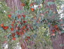 Image of roosting monarchs by Leah Horsley