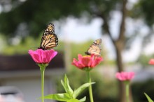 Monarch butterflies nectaring in Orleans, IA