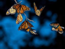 Monarch butterflies roosting in Perrysburg, Ohio