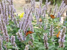 Monarch Butterflies in Garden by Cynthia Robinson