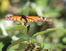 A Male Monarch Pacific Grove, CA