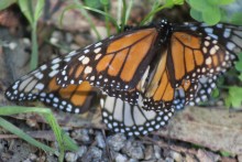 A mating pair with worn wings, Pacific Grove, CA