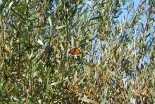 Just a Few Monarchs Left, Goleta, CA