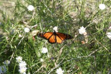 Monarch nectaring, Goleta, CA 