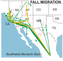 Fall Migration