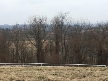 Flock of Red-winged blackbirds. Middletown, MD (03/03/2019)