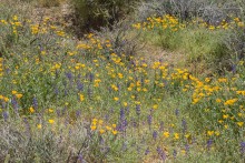 03/11/2019 Wildflowers Bloom(2) in Scottsdale, AZ