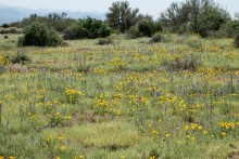 03/11/2019 Scottsdale, AZ Wildflowers