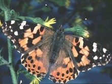 Painted Lady Vanessa Cardui by Peter J. Bryant 