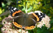 Red Admiral Butterfly 