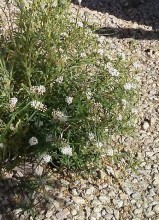 Milkweed in Bloom