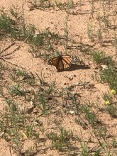 Monarch Photo by Miranda Kersten Lunas NM (04/03/2019) 