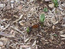 Female Monarch Laying Eggs, Las Vagas, NV (04/04/2019) 