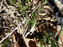 Milkweed barely up