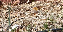 04/08/2019 First monarch visiting Horsetail Milkweed 