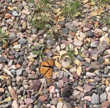 Monarch Photo, Submitted by Ann Swift, Cave Creek Portal AZ   (03/28/2019)