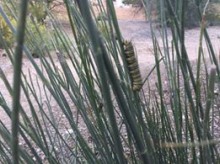 Monarch Photo Lake Havasu, AZ (03/28/2019)