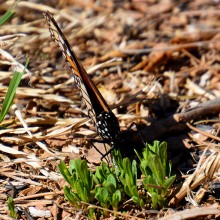 Monarch Host Dog Canyon, NM (03/29/2019)