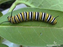 Milkweed for Hungry Caterpillars by Elizabeth Howard