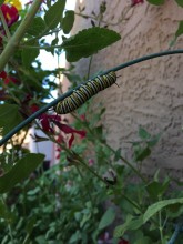 Monarch Larva