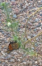 Monarchs ovipositing 