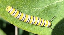 First Monarch Larva 