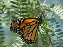 Monarchs at Tohono Chul 